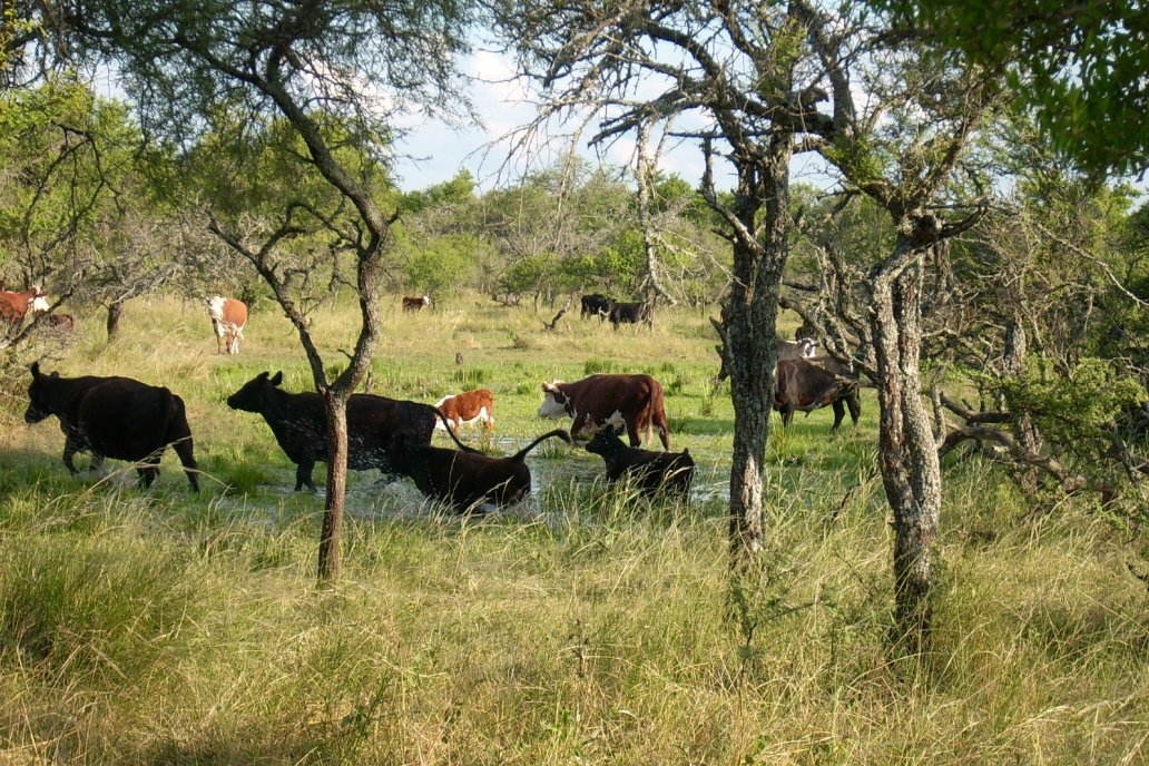 Con herramientas digitales definen la aptitud de un campo para producir carne. Con herramientas digitales definen la aptitud de un campo para producir carne.