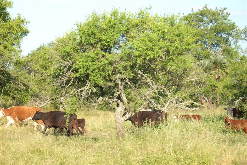 El monte es la gran reserva de recursos naturales que aún tiene la provincia.