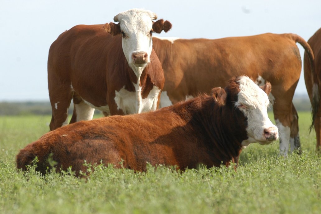 Con tecnología lograron ver la desaparición de pasturas entre 1985 y 2022. Con tecnología lograron ver la desaparición de pasturas entre 1985 y 2022.