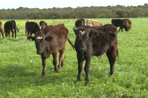 Estudio revela la diseminación de leucosis bovina en rodeos de carne