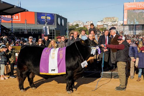 Angus se floreó en Palermo 2023 con 310 animales en competencia