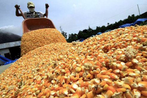 Con una nueva levadura autorizada a nivel país, en la Argentina se fortalece la producción de biocombustibles