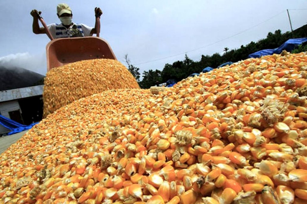 Se utilizará en la producción de bioetanol a partir del cultivo de maíz.