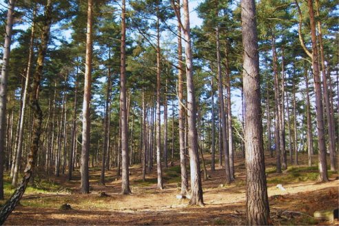 Un biocontrolador para controlar plaga en pinos adultos