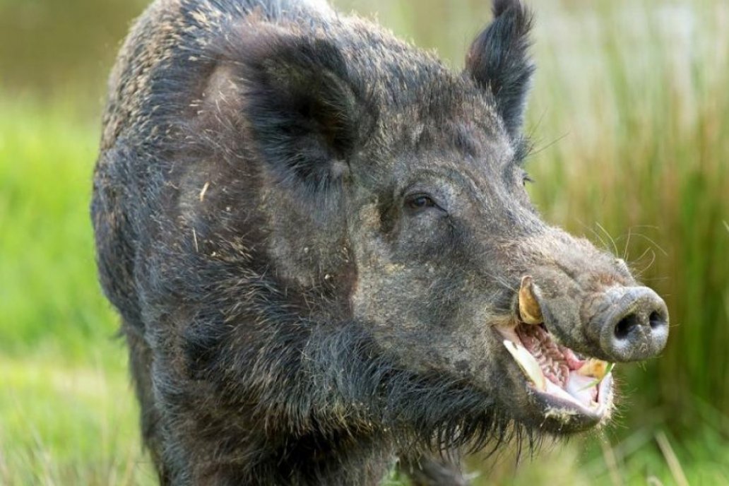 Animales salvajes pueden tener larvas de parásitos del género Trichinella.