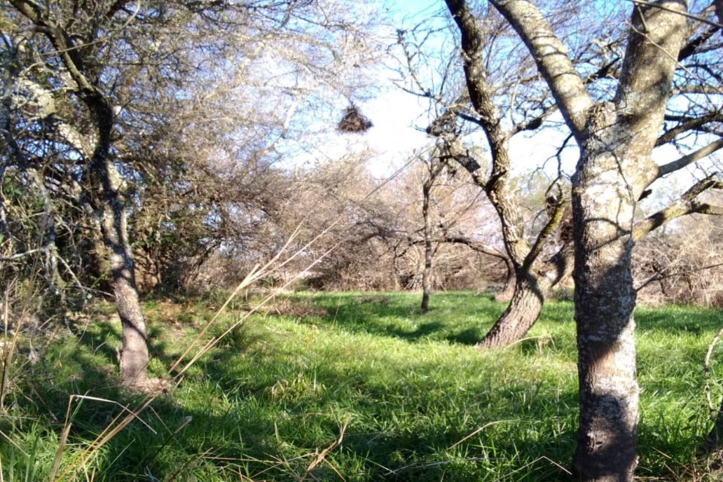 Son aportes no reintegrables para mejorar el bosque nativo