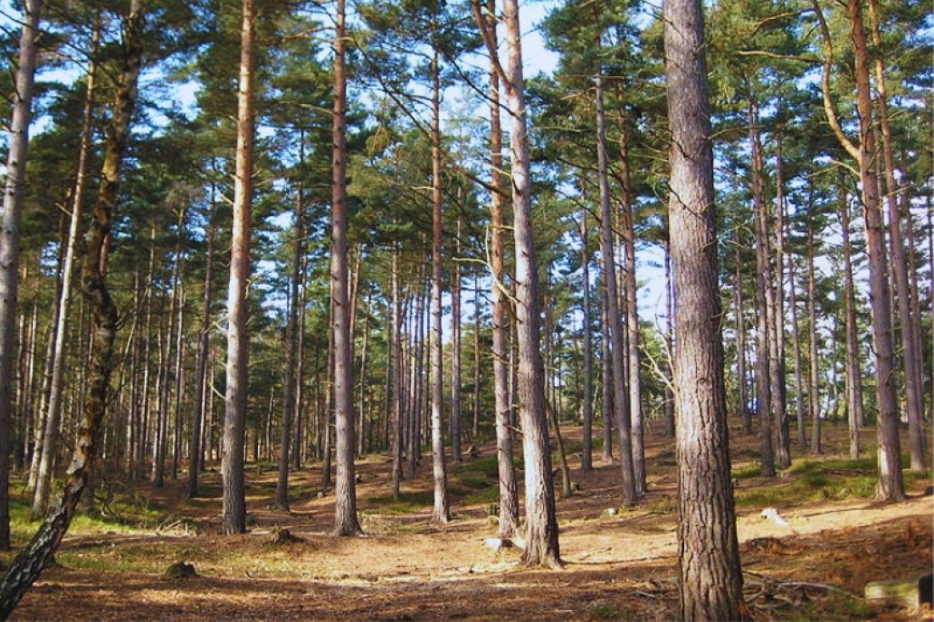 La avispa barrenadora es principal plaga en plantaciones adultas de conífferas