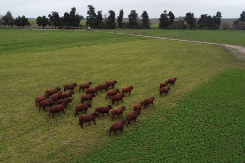 Dia de Campo Cabaña Malaika - Previa Remate Anual 2023 -  8 de Septiembre, Feria Maria Dolores