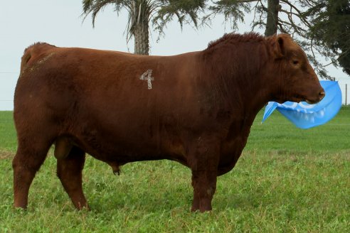 Dia de Campo Cabaña Malaika - Previa Remate Anual 2023 -  8 de Septiembre, Feria Maria Dolores