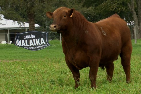 Dia de Campo Cabaña Malaika - Previa Remate Anual 2023 -  8 de Septiembre, Feria Maria Dolores