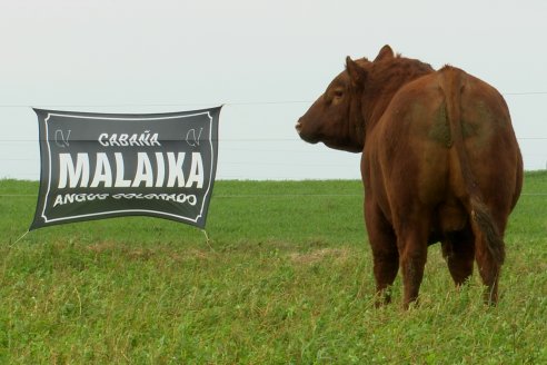 De la mano de Malaika, toros y vaquillonas Angus saldrán a la venta en Feria María Dolores