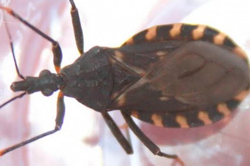 Científicos del país crearon una vacuna contra el Chagas