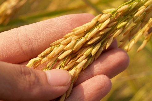 Los nuevos valores del trigo enloquecen a los operadores granarios