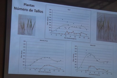 34° Jornada Nacional del Cultivo de Arroz - Centro de Convensiones de Concordia, Entre Ríos