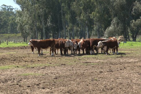 Presentación del Aditivo Multifactorial R-ZETA de Los Vascos SRL en la EEA INTA C.del Uruguay