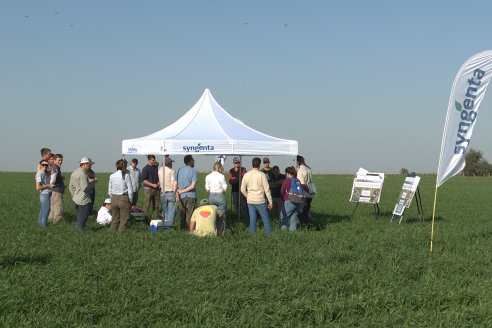 La Fungineta: Gira Regional de Intercambios Técnicos a Campo de Syngenta en Diamante