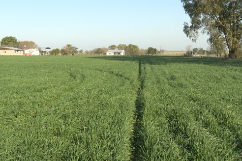 La Fungineta: Gira Regional de Intercambios Técnicos a Campo de Syngenta en Diamante