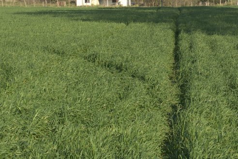 La Fungineta: Gira Regional de Intercambios Técnicos a Campo de Syngenta en Diamante