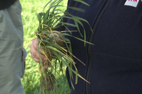 La Fungineta: Gira Regional de Intercambios Técnicos a Campo de Syngenta en Diamante