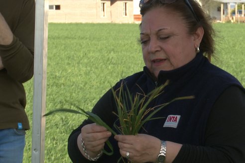 La Fungineta: Gira Regional de Intercambios Técnicos a Campo de Syngenta en Diamante