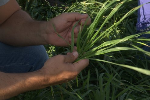 La Fungineta: Gira Regional de Intercambios Técnicos a Campo de Syngenta en Diamante