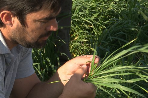 La Fungineta: Gira Regional de Intercambios Técnicos a Campo de Syngenta en Diamante