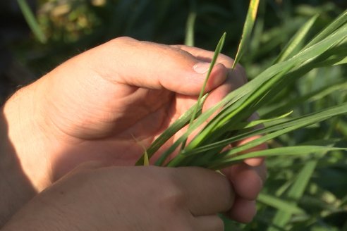 La Fungineta: Gira Regional de Intercambios Técnicos a Campo de Syngenta en Diamante