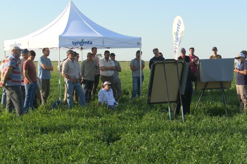 La Fungineta: Gira Regional de Intercambios Técnicos a Campo de Syngenta en Diamante