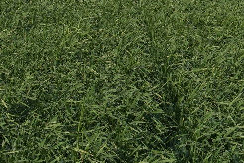 La Fungineta: Gira Regional de Intercambios Técnicos a Campo de Syngenta en Diamante