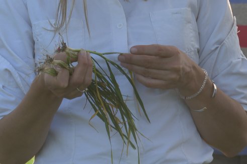 La Fungineta: Gira Regional de Intercambios Técnicos a Campo de Syngenta en Diamante