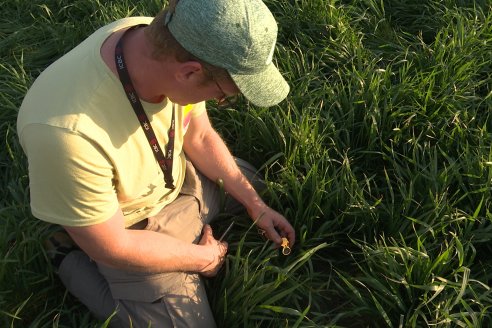 La Fungineta: Gira Regional de Intercambios Técnicos a Campo de Syngenta en Diamante