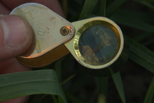 La Fungineta: Gira Regional de Intercambios Técnicos a Campo de Syngenta en Diamante