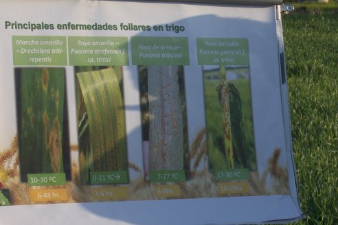 La Fungineta: Gira Regional de Intercambios Técnicos a Campo de Syngenta en Diamante