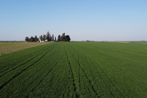 La Fungineta: Gira Regional de Intercambios Técnicos a Campo de Syngenta en Diamante