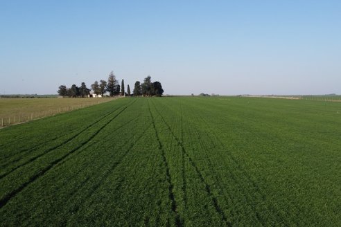 La Fungineta: Gira Regional de Intercambios Técnicos a Campo de Syngenta en Diamante