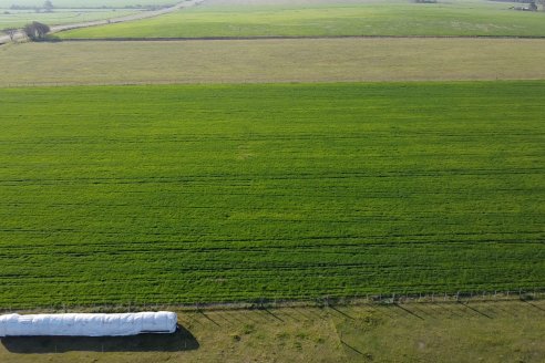 La Fungineta: Gira Regional de Intercambios Técnicos a Campo de Syngenta en Diamante