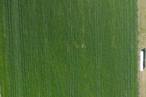 La Fungineta: Gira Regional de Intercambios Técnicos a Campo de Syngenta en Diamante