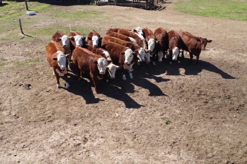 Ruralistas del Mercosur debaten en Entre Ríos la coyutura del campo