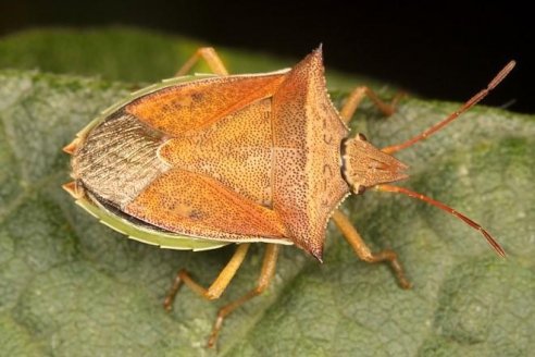 Los insectos del suelo pueden condicionar fuertemente la próxima campaña gruesa