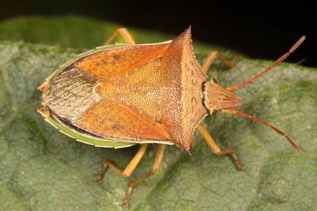 Chinche de los cuernos (Dichelops furcatus)