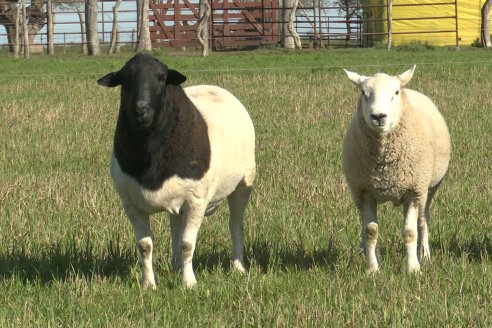 Visita a Cabaña Ovina  Las Tunas en Feliciano - Alta Calidad y Genetica de confianza