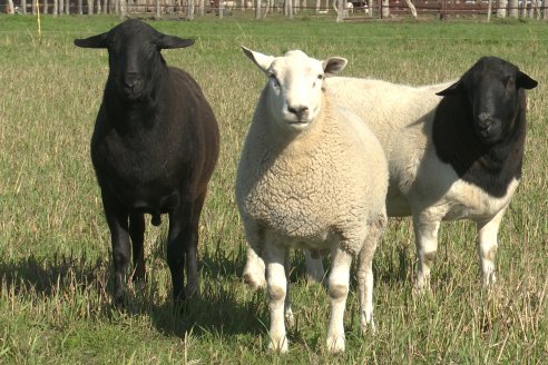 Visita a Cabaña Ovina  Las Tunas en Feliciano - Alta Calidad y Genetica de confianza