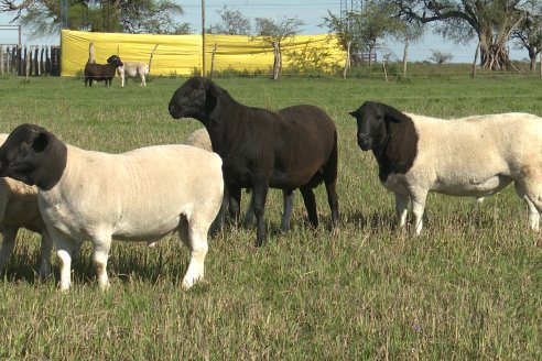 Visita a Cabaña Ovina  Las Tunas en Feliciano - Alta Calidad y Genetica de confianza