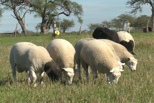 Visita a Cabaña Ovina  Las Tunas en Feliciano - Alta Calidad y Genetica de confianza