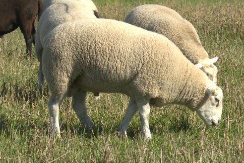 Visita a Cabaña Ovina  Las Tunas en Feliciano - Alta Calidad y Genetica de confianza