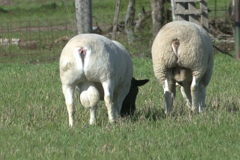 Visita a Cabaña Ovina  Las Tunas en Feliciano - Alta Calidad y Genetica de confianza