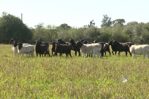 Visita a Cabaña Ovina  Las Tunas en Feliciano - Alta Calidad y Genetica de confianza