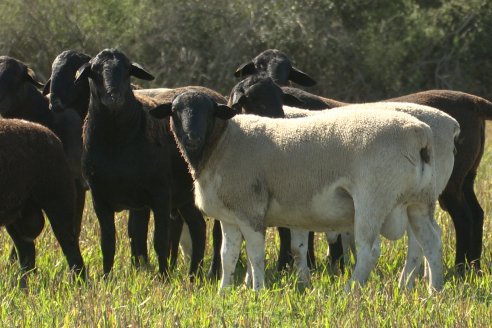 Visita a Cabaña Ovina  Las Tunas en Feliciano - Alta Calidad y Genetica de confianza