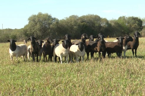 Visita a Cabaña Ovina  Las Tunas en Feliciano - Alta Calidad y Genetica de confianza