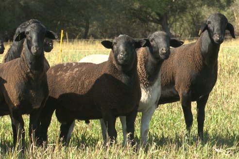 Visita a Cabaña Ovina  Las Tunas en Feliciano - Alta Calidad y Genetica de confianza